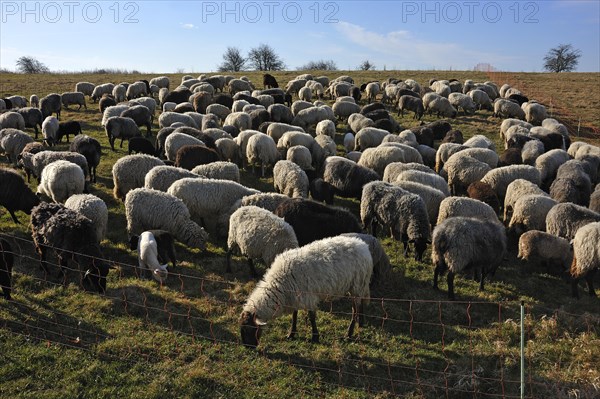 Flock of sheep in a pen on a pasture in the morning light