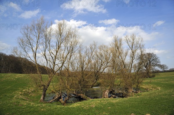 Old willow trees (Salix) at a dead ice kettle hole