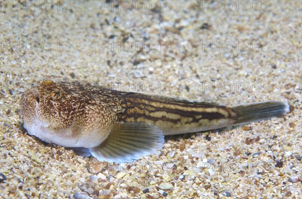 Atlantic stargazer (Uranoscopus scaber)