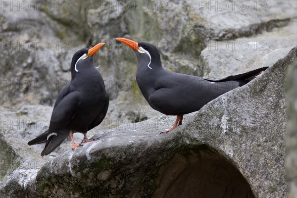 Inca Terns (Larosterna inca)