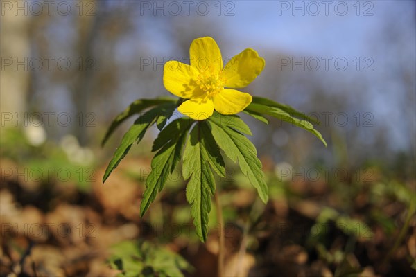 Yellow Wood Anemone or Buttercup Anemone (Anemone ranunculoides)