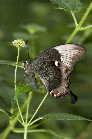 Ulysses butterfly