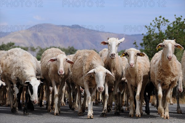 Herd of sheep on a country road