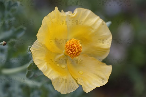 Flowering Yellow Horned Poppy (Glaucium flavum)