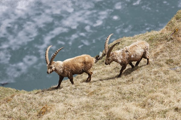 Alpine Ibex (Capra ibex)