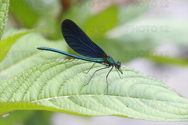 Beautiful Demoiselle (Calopteryx virgo)