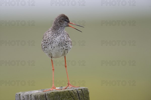 Redshank (Tringa totanus) perched on a post