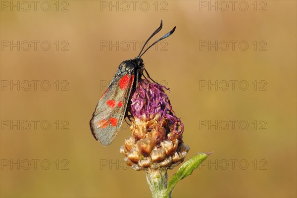 Six-spot Burnet (Zygaena filipendulae