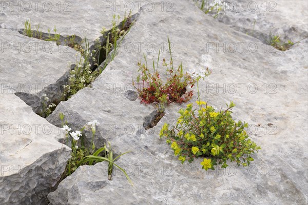 Flowers growing in crevices