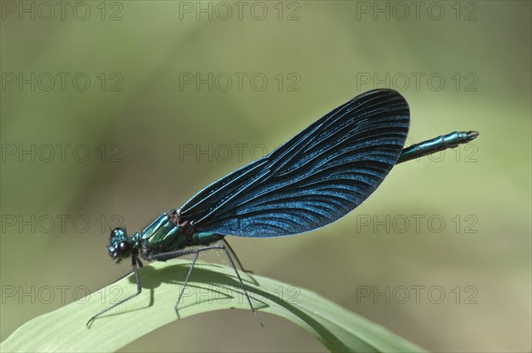 Blue-winged Beautiful Demoiselle (Calopteryx virgo)