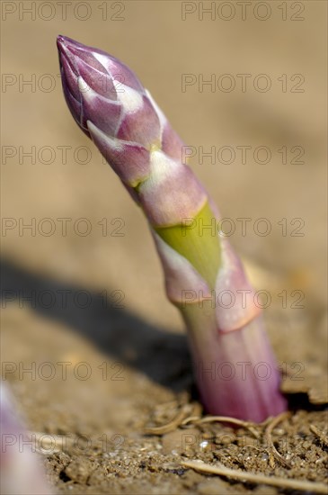 English asparagus spear growing in the field