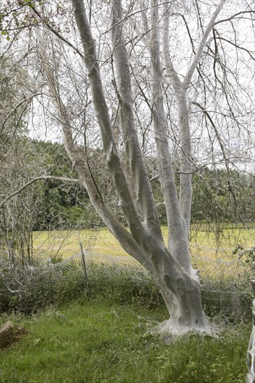 Tree infested with Ermine Moths (Yponomeuta sp.)