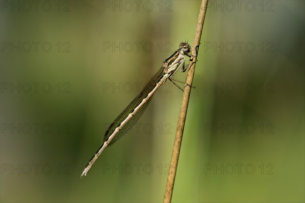 Common Winter Damselfly (Sympecma fusca)