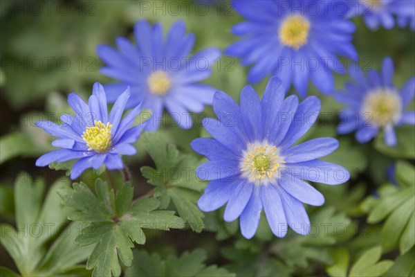 Balkan Anemones (Anemone blanda