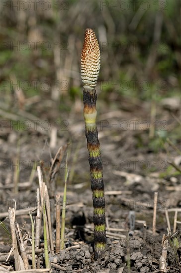 Fertile spore-bearing stem of a Field Horsetail or Common Horsetail (Equisetum arvense)