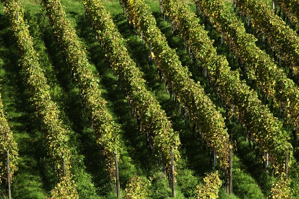 Vines in autumn