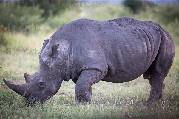 White rhinoceros (Ceratotherium simum) grazing