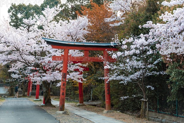 Blooming cherry trees