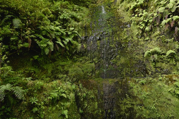 Water flows on mossy rock face with ferns