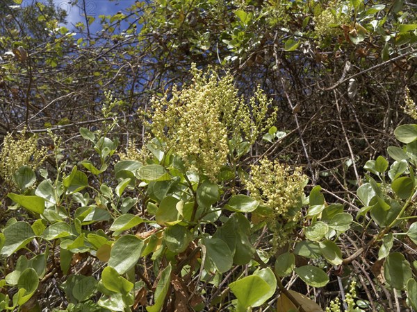 Canary Islands Sorrel (Rumex lunaria)