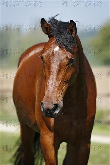 Holsteiner horse