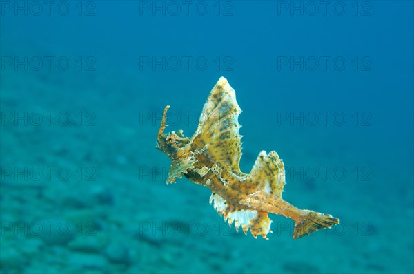 Barbed hunchback poacher (Agonomalus proboscidalis)