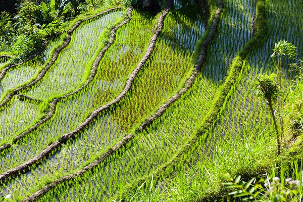 Rice fields