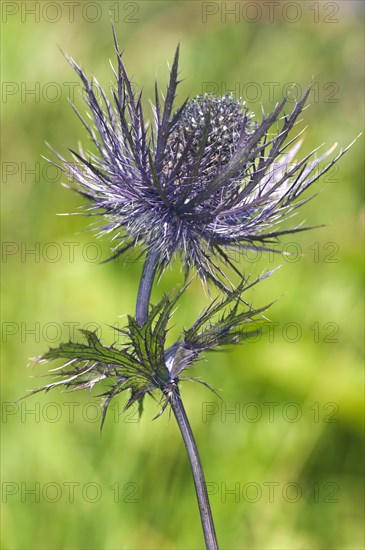 Alpine Sea Holly