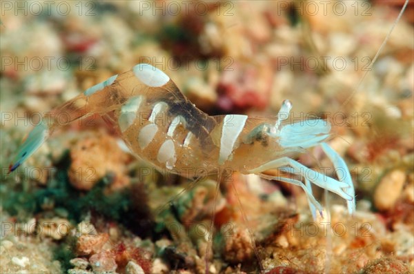 Magnificent shrimp (Periclimenes magnificus)