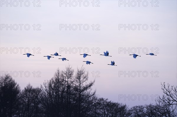 Red-crowned Cranes