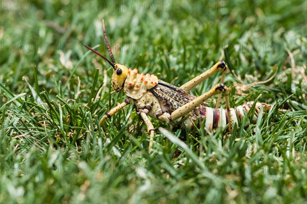 Phymateus Grasshopper (Phymateus morbillosus) in the grass