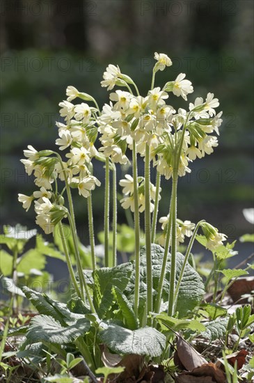 Blooming Oxlip (Primula elatior)