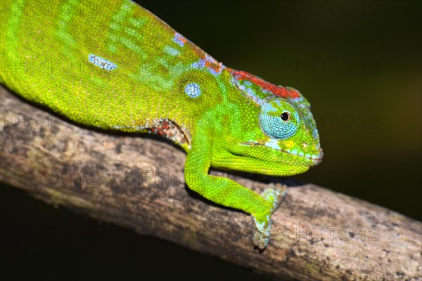 Petter's Chameleon (Furcifer petteri)