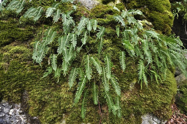 Hard Shield Fern (Polystichum aculeatum) on a moss-covered rock