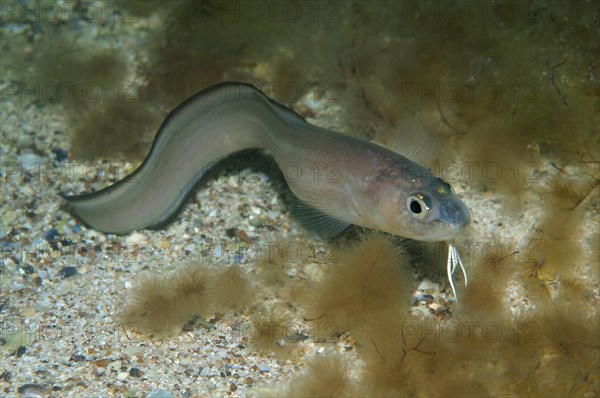 Roche's Snake Blenny (Ophidion rochei)