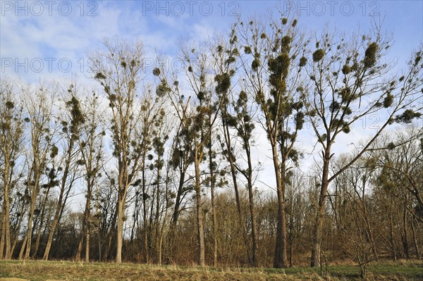 Mistletoe (Viscum album) growing in Poplar Trees (Populus)