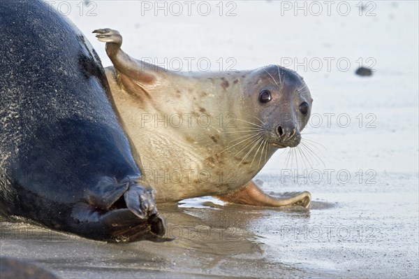 Grey Seal (Halichoerus grypus)