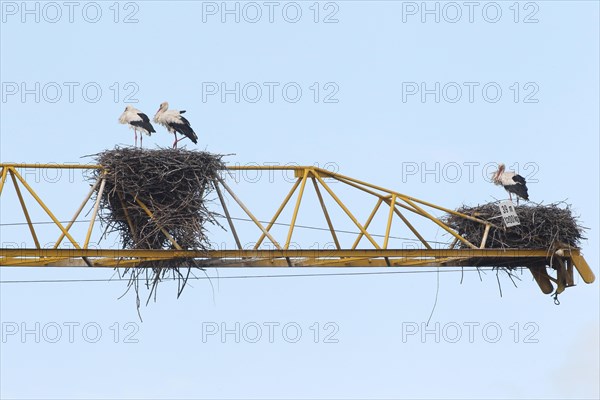 White storks (Ciconia ciconia) and white stork nests on the arm of a construction crane