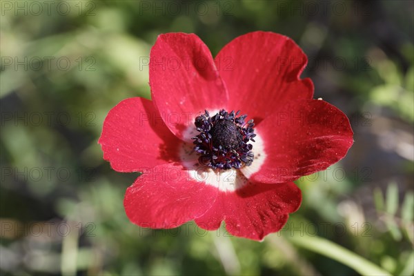 Crown Anemone