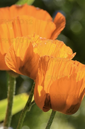 Oriental Poppy (Papaver orientale)