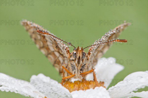 Heath Fritillary (Melitaea athalia) on an Oxeye Daisy (Leucanthemum vulgare)