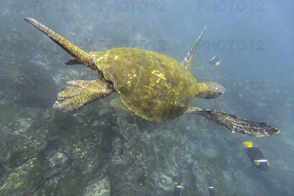 Green Sea Turtle or Pacific Green Turtle (Chelonia mydas japonica) and a Passer Angelfish or King Angelfish (Holacanthus passer)