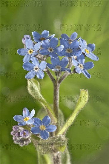 Water Forget-me-not or True Forget-me-not (Myosotis palustris)