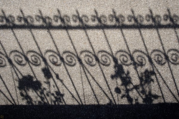 Shadow of a fence and roses on a pavement