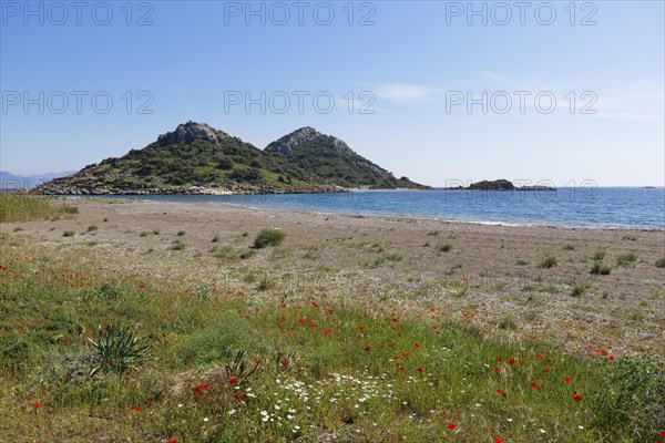 Flowers at Gebekum beach