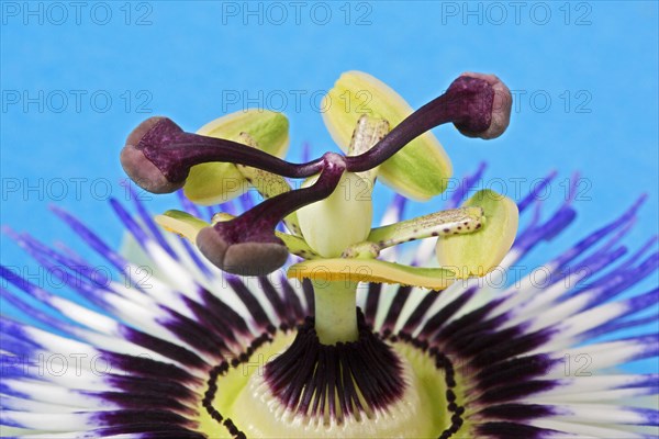 Blue Passion Flower (Passiflora caerulea)