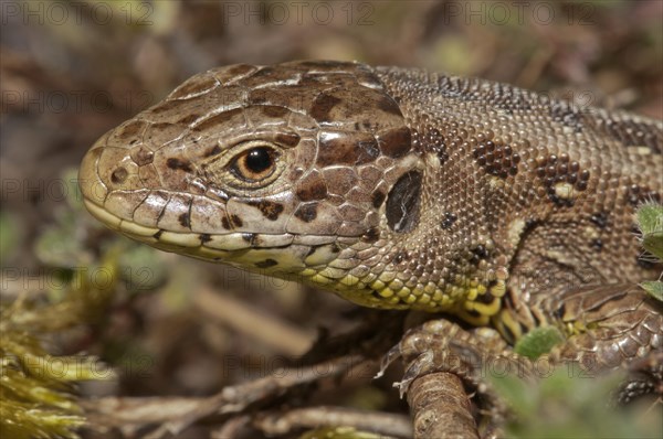 Sand Lizard (Lacerta agilis)