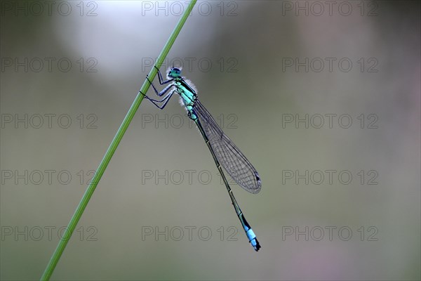 Blue-tailed Damselfly (Ischnura elegans)