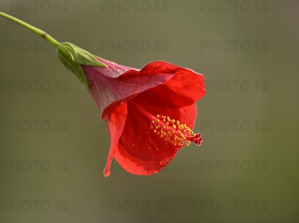 Red hibiscus flower (Hibiscus rosa-sinensis)