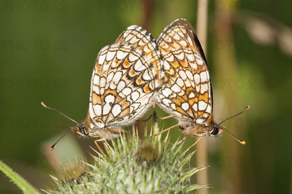 Heath Fritillary (Melitaea athalia)